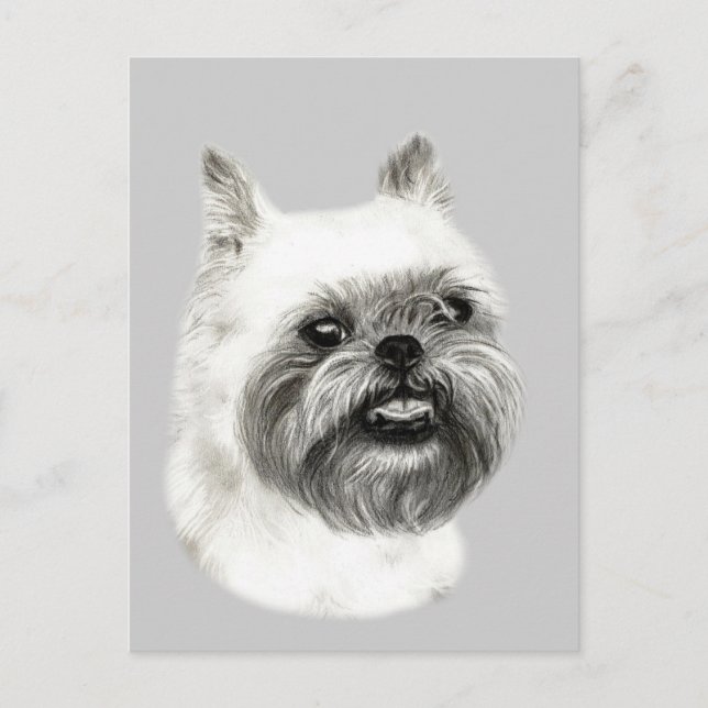 Brüssel Griffon Dog Zeichnend Postkarte (Vorderseite)