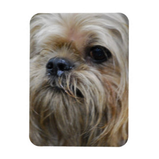 Brüssel Griffon Magnet