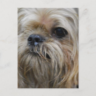 Brüssel Griffon Postcard Postkarte