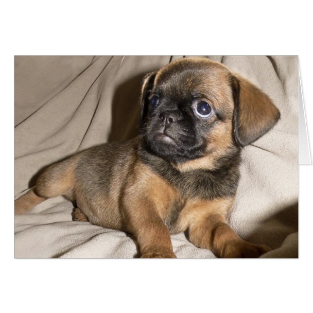 Brüssel Griffon Puppy! (Vorderseite (Horizontal))