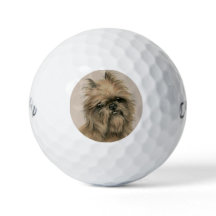Brüsseler Griffon
