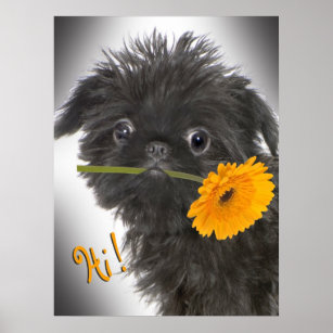 Brussels Griffon black with Daisy Poster