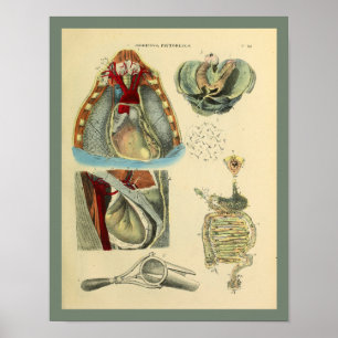 Brust Herz Lungen Anatomie Medizinischer Kunstdruc Poster
