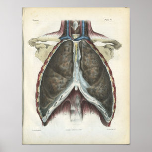 Brust Lunge Vintage Anatomie Druck Poster