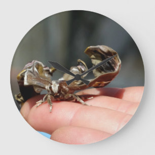 Brutal Insect Foto Baby Butterfly Round Clock Große Wanduhr