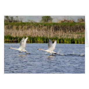 Brutpaar Tundra-Schwäne starten für