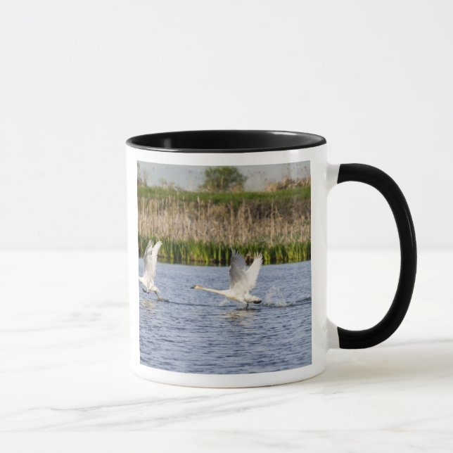 Brutpaar Tundra-Schwäne starten für Tasse (Rechts)