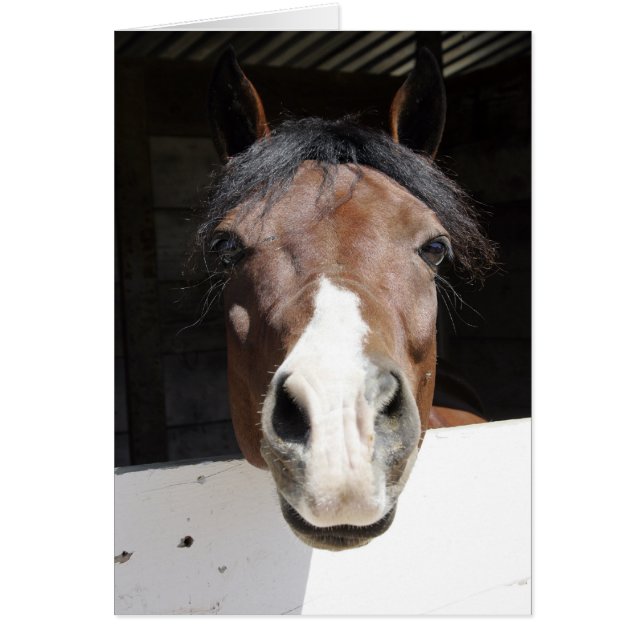 Brwon und weißes Pferd in der Scheune (Vorne)