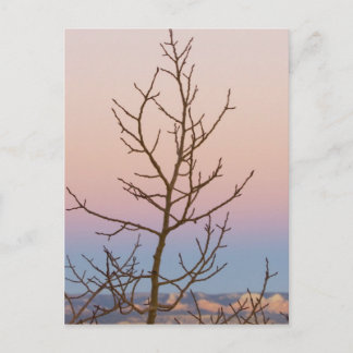 Bryce Canyon, Utah. Bare Baum vor Sonnenuntergang Postkarte
