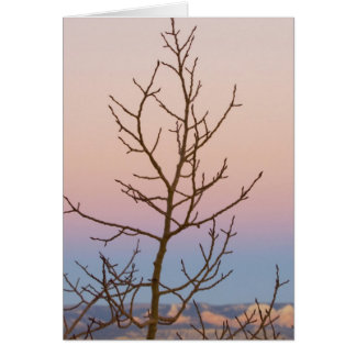 Bryce Canyon, Utah. Bare tree vor Sonnenuntergang