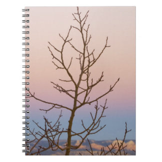 Bryce Canyon, Utah. Bare tree vor Sonnenuntergang Notizblock