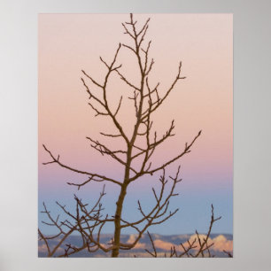 Bryce Canyon, Utah. Bare tree vor Sonnenuntergang Poster