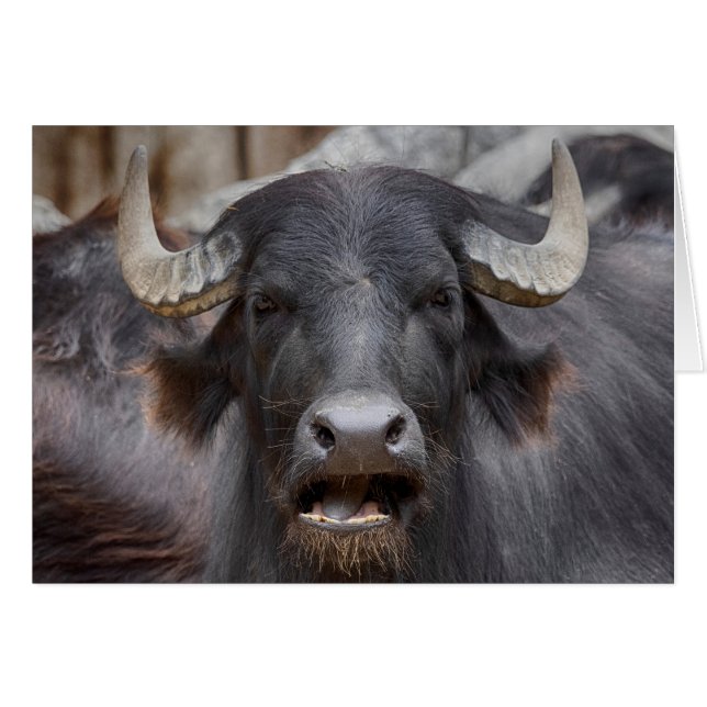 Bubalus bubalis (Vorderseite (Horizontal))