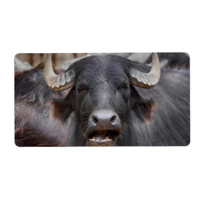 Bubalus bubalis (Vorne)