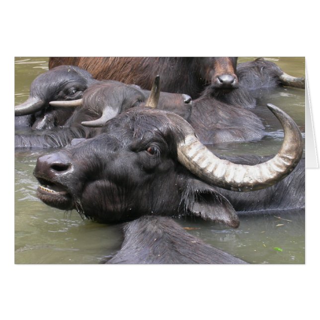 Bubalus bubalis (Vorderseite (Horizontal))