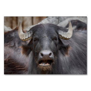 Bubalus bubalis tischnummer