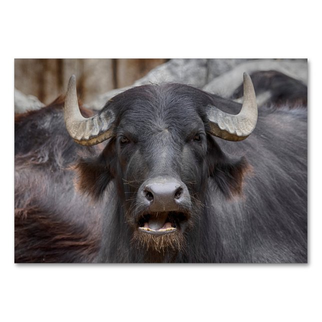 Bubalus bubalis tischnummer (Vorderseite)
