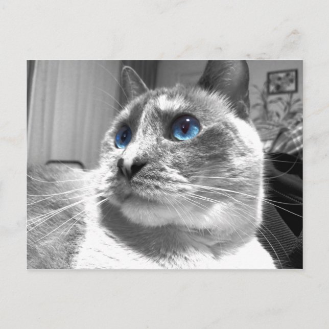 Bubble's mesmerisierende Blues Postkarte (Vorderseite)