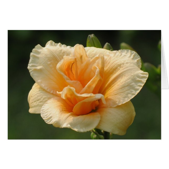 Bubbly - Taglilie (Vorderseite (Horizontal))