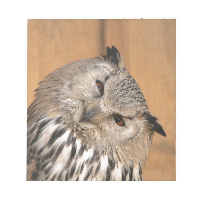 Bubo bubo sibiricus notizblock (Vorderseite)