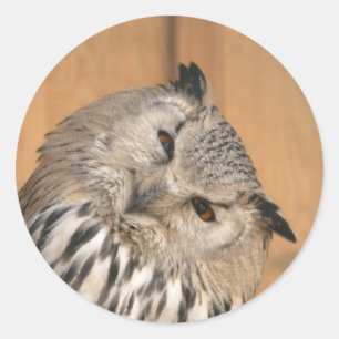 Bubo bubo sibiricus runder aufkleber