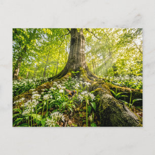 Buche im Bärenlauchwald mit Hummel Postkarte