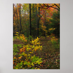Buchenholz Poster