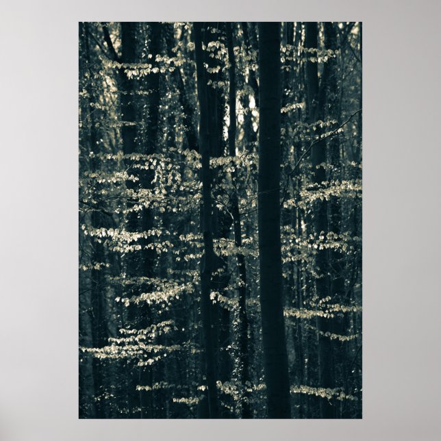 Buchenwald-Natur-Foto Poster (Vorne)