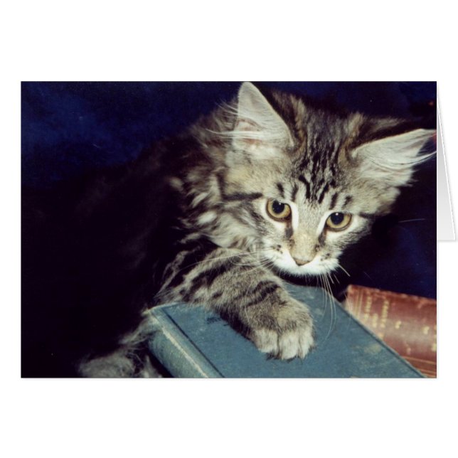 Bücher und Katzen (Vorderseite (Horizontal))