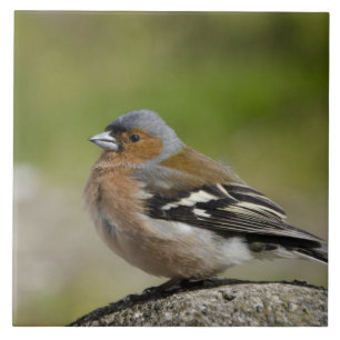 Buchfink-Männchen (WILD: Fringilla coelebs) Fliese