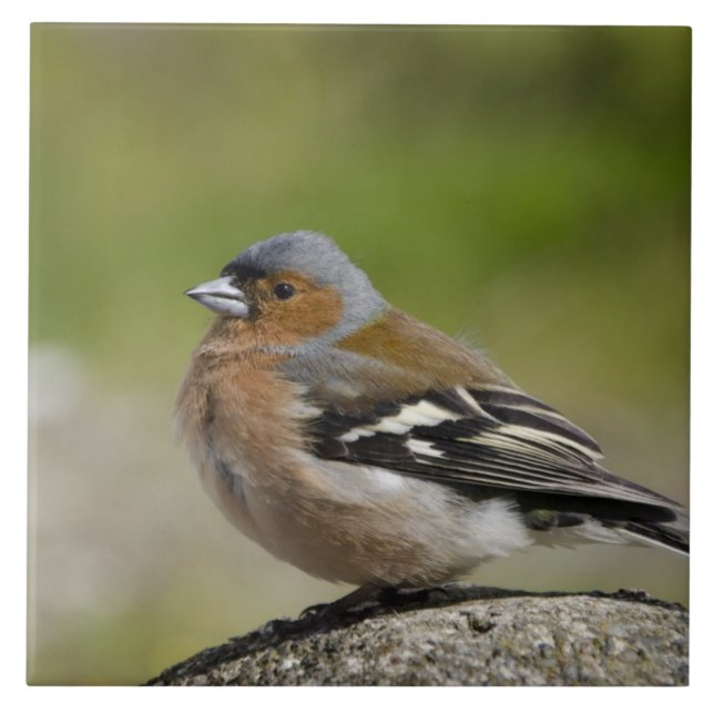 Buchfink-Männchen (WILD: Fringilla coelebs) Fliese (Vorderseite)