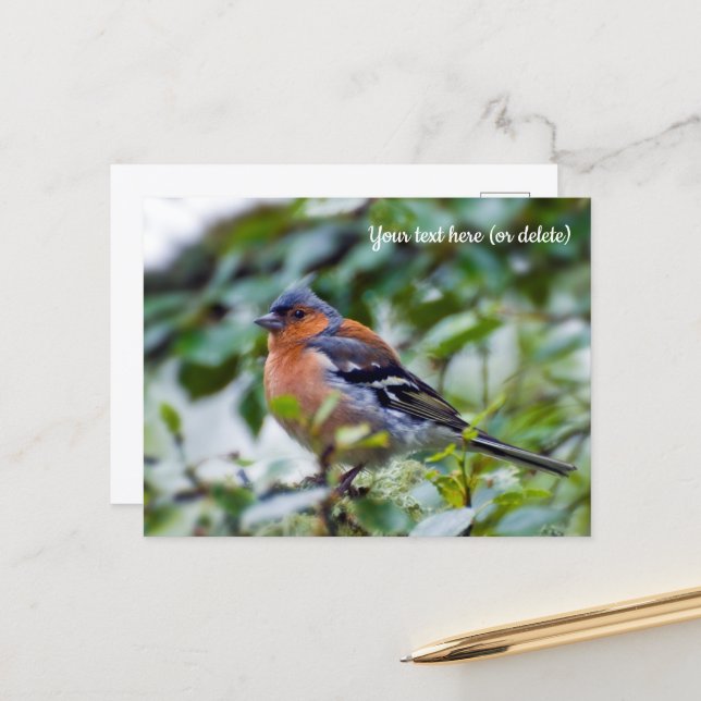 Buchfink Postkarte (Vorderseite/Rückseite Beispiel)