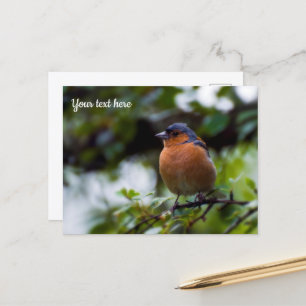 Buchfink Postkarte