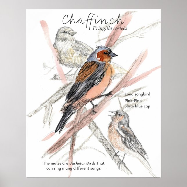 Buchfink Singvogel Blaue Kappe Baumzweige Poster (Vorne)