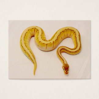 Buchstabe "M" Gelbe Ball Python