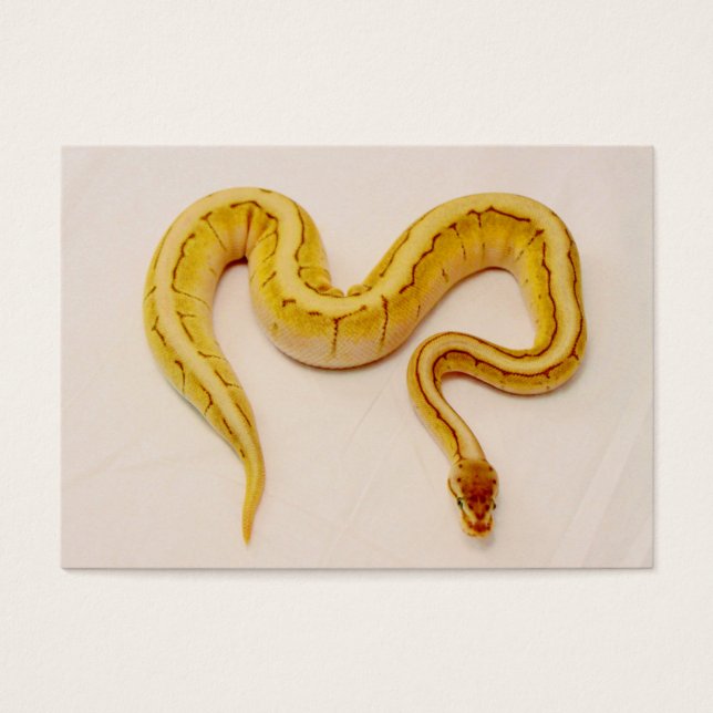 Buchstabe "M" Gelbe Ball Python (Vorderseite)