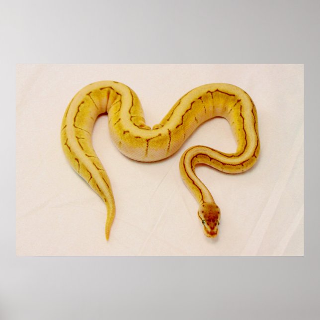 Buchstabe "S" Gelbe Ball Python Poster (Vorne)