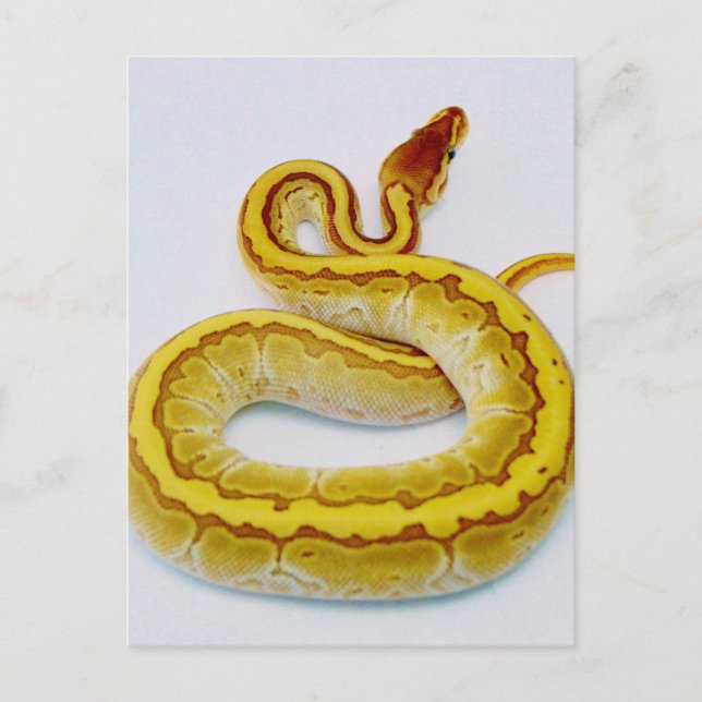 Buchstabe "S" Gelbe Ball Python Postkarte (Vorderseite)