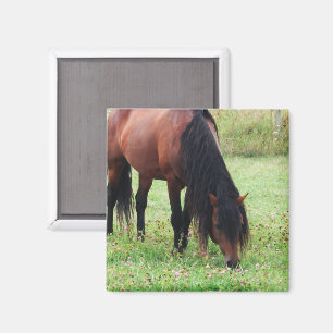 Bucht Pony, Pferd, Weidenmagnet Magnet