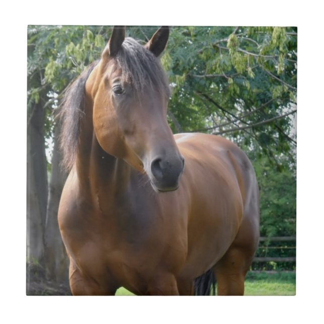 Buchtthoroughbred-Pferdefliese Fliese (Vorderseite)
