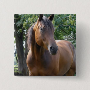 Buchtthoroughbred-Pferdequadrat-Button Button