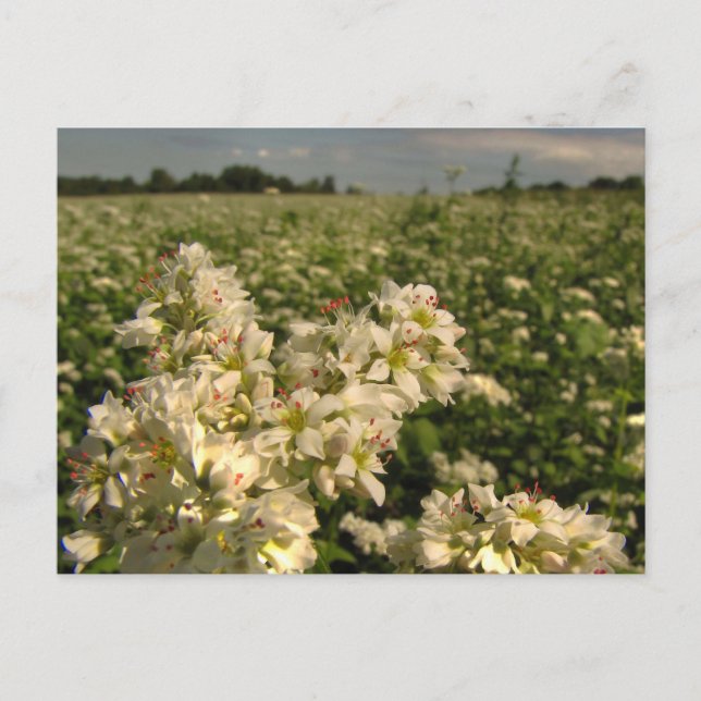 Buchweizenfeld Postkarte (Vorderseite)