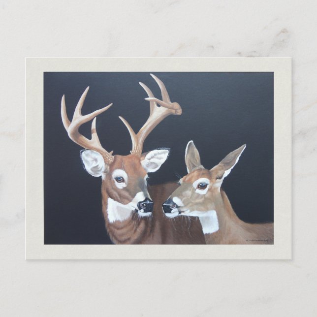 Buck and Doe Whitetail Postkarte (Vorderseite)