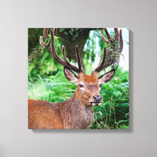 Buck Canvas Print Leinwanddruck
