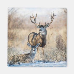 Buck Couple   Maultierhirsch Magnet