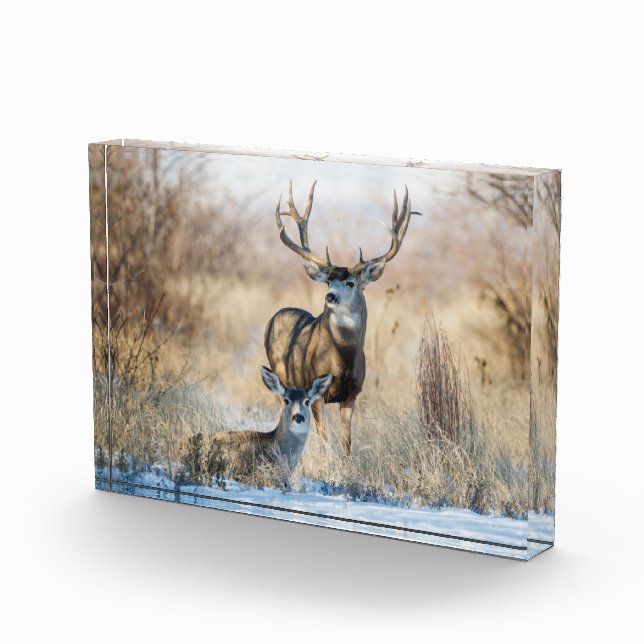 Buck Couple | Mule Deer Fotoblock (Rechts)