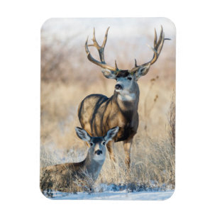 Buck Couple Mule Deer Magnet