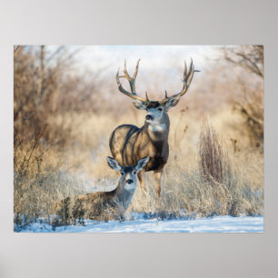 Buck Couple Mule Deer Poster