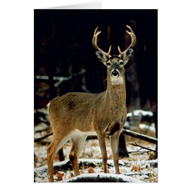 Buck Deer (Vorne)