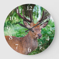 Buck Deer